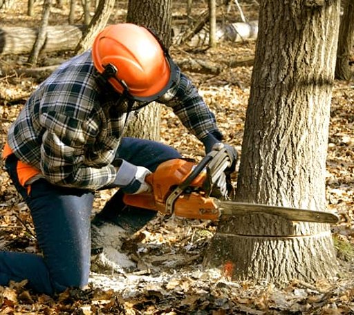 Tree Removal in Waverly, KS